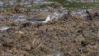 Common Sandpiper (Actitis hypoleucos)