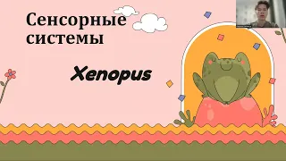 Нейробиология поведения, лягушка Xenopus, сенсорные системы