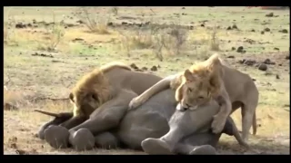 Самое удивительное нападения диких животных Лев против слона Крокодил против реальной б