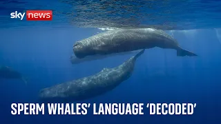 Scientists discover 'phonetic alphabet' of sperm whales