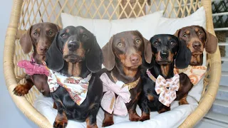 40 Adorable Dachshund Dog Moments: Funny, Playful, and Heartwarming Compilation