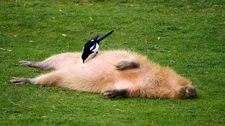 😂 Magpie Collects Nest Material From Capybara 😂