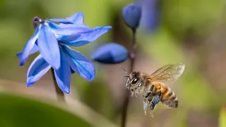 Insects in Slow Motion with OM SYSTEM OM-1