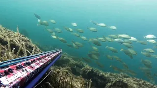 Η Σουπιά που τη γλίτωσε 🐙Η Σαλπα που έκανε Endo 🐠 Οι Σαργοί 🐟Η Τσιπούρα🐠 Το Κοπάδι με τα Μαγιατικα 🐡