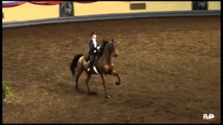 Lila Tatar- US Saddle Seat World Cup 3-Gaited Application 2016