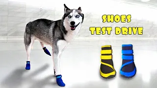 Husky Dog Tries on Shoes for the FIRST Time! [Funny Reaction]