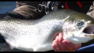 Stalking Monster Rainbow Trout at Jurassic Lake