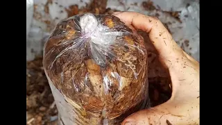 PAANO GUMAWA NG BINHI NG KABUTENG SAGING / VOLVARIELLA MUSHROOM SPAWN