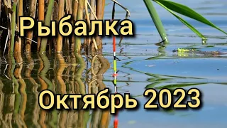 Рыбалка на поплавок 30 октября 2023 Рыбалка на поплавочную удочку на лесной реке где кишит много рыб