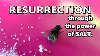 Completely Useless Knowledge: How to Bring A Dead Fly Back to LIFE Using Salt.