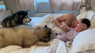 Waking Up With Malamutes And Baby, This Is Our Morning Routine (Cutest Doggos Ever!!)