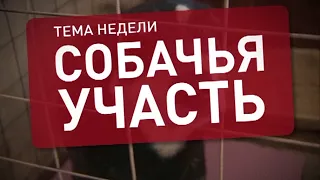 Тема недели. Догхантеры вышли на охоту