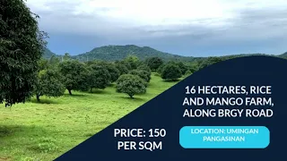 (V87) 16 HECTARES, MANGO AND RICE FARM, PRICE 150 PER SQM, LOCATION UMINGAN PANGASINAN