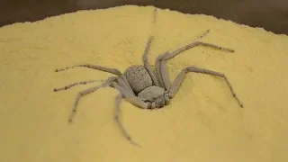 Wer hat eine der giftigsten Spinnen der Welt gestohlen?