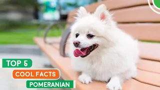 5 Cool Facts About Pomeranian You Never Know #1 | Pomeranian Planet