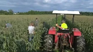 A look inside the Jersey sweet corn business