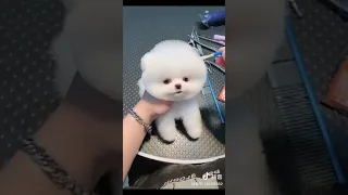 Tik Tok Chó phốc sóc mini Funny and Cute Pomeranian Videos #129