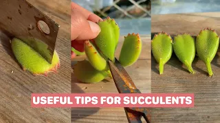 7 Useful Tips for Succulents | 7 Mẹo chăm sóc sen đá| 多肉植物| 다육이들 | Suculentas