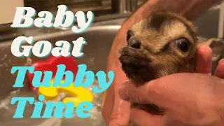 TINY Baby Goat Gets a Bath - Littlefoot Update 5 - Woodside Goat Farm