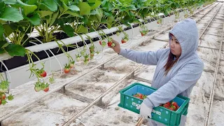 How a High-tech Strawberry Farm Grows 100 Tons of Strawberries