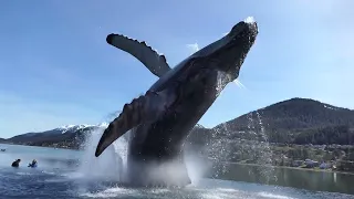 Tahku - The Whale Project - Juneau Alaska