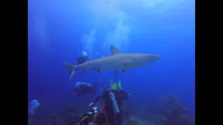 2022 Nassau Bahamas Shark Amid Divers