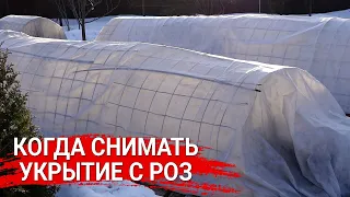 Когда снимать укрытие с роз