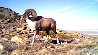 Мощный самец архара. Argali - Mountain sheep - Ovis ammon попал на фотоловушку