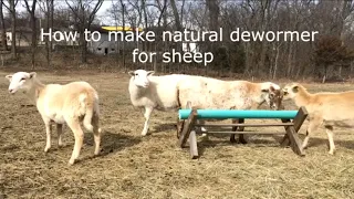 Natural Dewormer For Sheep!!!