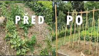 RAJČATA sázím 13  července #tomato #garden #homemade