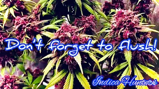 How to do a Pre Harvest Cannabis Flush! Purple lemonade auto flowers grown under Mars Hydro SP3000🔥