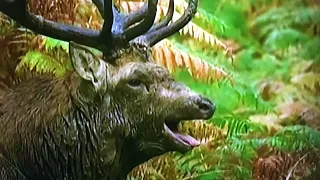 NEW FOREST -  ( A WILD AUTUMN DAY ) Red Stags Fight For A Stake In The Future!!!