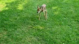 Baby deer bleating