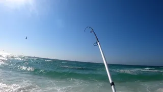 Navarre Beach Surf Fishing Monster Bonita school!