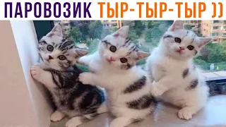ПАРОВОЗИК ТЫР-ТЫР-ТЫР))) Приколы с котами | Мемозг 987