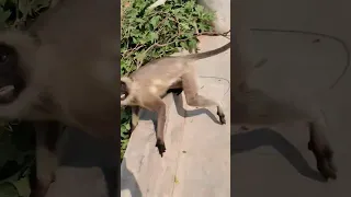 monkey video There is no definition of Love When langoors comes thekid comes and meet freely #viral