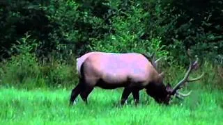 Rosevelt Elk  at peace,    #3