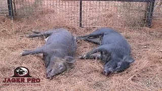 Hog Trapping | Wild Piglet Survival without Sow | JAGER PRO™