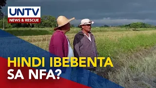 Buying price ng palay ng NFA, hindi umano tatangkilikin ng ilang magsasaka sa C. Luzon