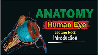 Human Eye Anatomy - Structure & Function - Parts of the eye