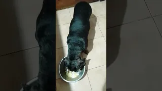 My dear Dachshund, the most beautiful dog on YouTube eats his food @SanTenChan