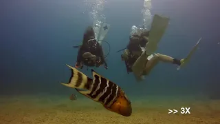 [KohTao/꼬따오] SOPHIA'S 100TH DIVE