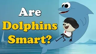 Are Dolphins Smart? + more videos | #aumsum #kids #science #education #children