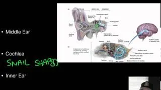 AP Psychology - Sensation & Perception - Part 3 - Hearing