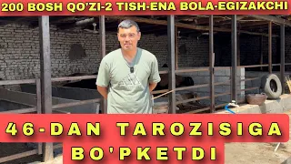 46 MINGDAN TAROZIGA QO'ZILARXAM BOR 48 MINGDAN