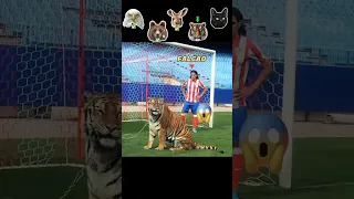 Animals Moments in Football + Tiger🐯🤯