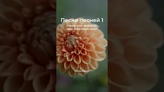 Песня Песней 1, стихи 6-11 #Shorts