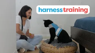 How To Harness Train Your Cat