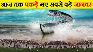 कैमरे में कैद नहीं होता तो कोई विश्वास नहीं करता | Biggest Animals Ever Captured on Camera