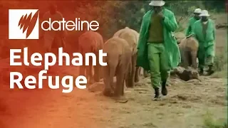 Kenya's elephant orphanage